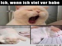 Wenn ich viel vor habe