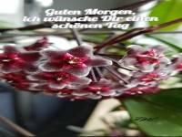 Guten.Morgen.Wachsblume