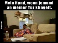 Hund springt bei Trluten auf Sofa