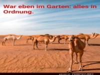 Kamele im Garten: Der neue Trend!