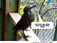 Vogel mit Showstar-Ambitionen!
