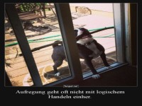 Hund vs. Glast�r: Ein intensives Duell!