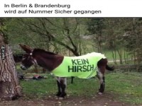 Esel oder Hirsch? Die Verwirrung im Walde!