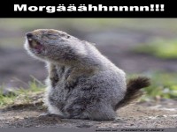 G�hnendes Murmeltier: Morgenmuffel pur!