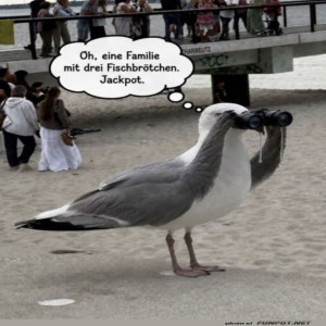 fun-Bild: M&ouml;wen-Detektiv auf Fischbr&ouml;tchen-Mission
