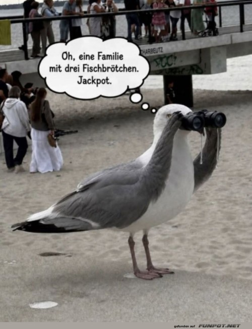 Möwen-Detektiv-auf-Fischbrötchen-Mission.jpg auf www.funpot.net