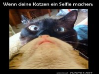 Katzen-Selfie: Profi oder Chaos?