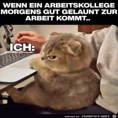 Dieser-Katzen-Blick.jpg von Rebecca