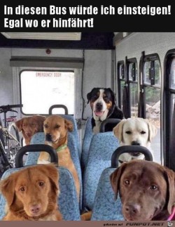Super Mitfahrer im Bus