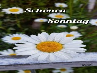Schnen Sonntag Blte