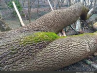 Moosbewachsener Baumstamm im Wald