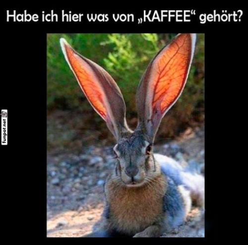 Kaffeeliebendes-Kaninchen-mit-gro�en-Ohren.jpg auf www.funpot.net