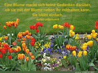 Eine Blume macht sich keine Gedanken