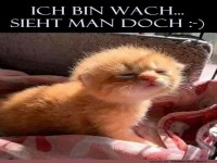 Morgenmuffel-Mieze: Der Schlafende Krieger
