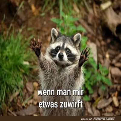 Fangbereit:-Der-Waschb&auml;r-wartet!.jpg von Annelie-68