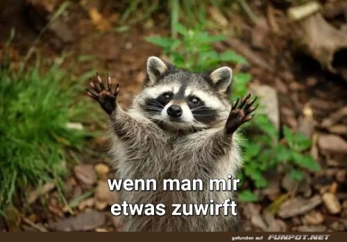 Fangbereit:-Der-Waschbär-wartet!.jpg auf www.funpot.net