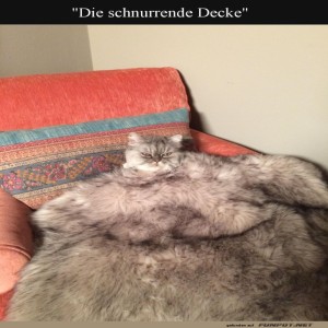 Kuschelige-Überraschung:-Ist-das-eine-Katze?.jpg von Justus2002