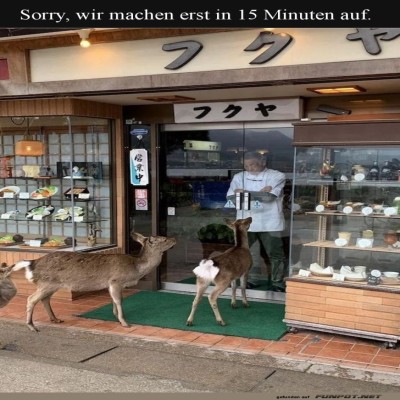 Rehe-beim-Fr&uuml;hst&uuml;ckstermin.jpg von Erwin32