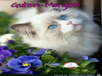 Guten Morgen