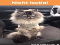 Nicht lustig