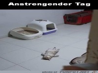 Katze hat einen anstrengenden Tag