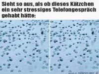 Viele Katzenabdr�cke