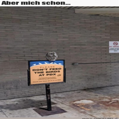 Keine-V&ouml;gel-f&uuml;ttern.jpg von Emilia