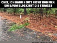 Baum �ber der Stra�e
