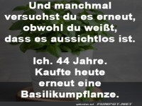 Basilikumpflanze gekauft