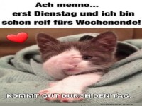 Katze sehnt sich nach Wochenende