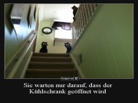 Katzen warten auf den Kühlschrank