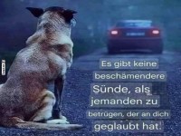 Hund wartet, bis Autofahrer Witz versteht