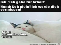 Unterschied Hund Katze