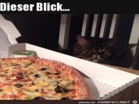 Dieser Katzen-Blick
