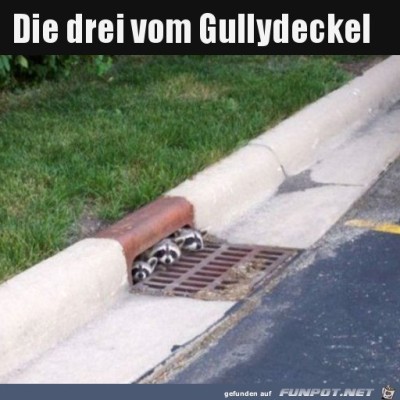 Lustige-Waschb&auml;ren.jpg von Clara