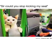 Katze guckt energisch