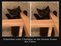 Katze in lustiger Pose