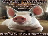 Guten Morgen mit einem sen Schwein