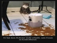Katze stoppt Roboter bei Futterkontrolle