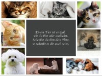 Tierisches Casting: Wer hat das seste Gesicht?