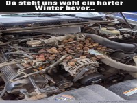 Motorhauben-Nager mit Wintervorrat!