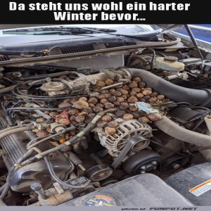 fun-Bild: Motorhauben-Nager mit Wintervorrat!
