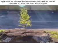 Neustart aus dem Baumstumpf