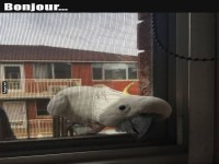 Neugieriger Papagei meldet sich zum Dienst!