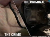 Den T�ter gefunden