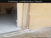 Gef�hrlicher Hund