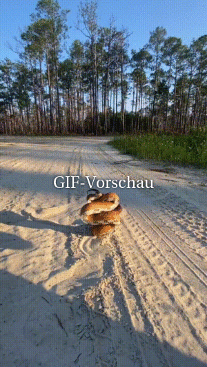 Schöne Schlange