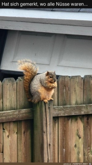 Alle-Nüsse-wieder-gefunden.jpg auf www.funpot.net