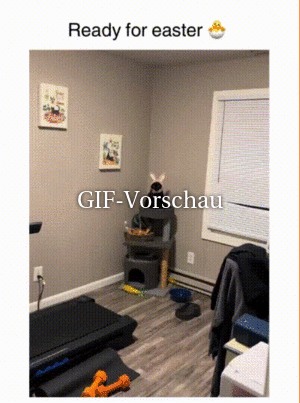 witzige Bilder