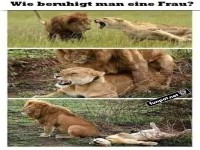 Lustiger Lwen-Comic